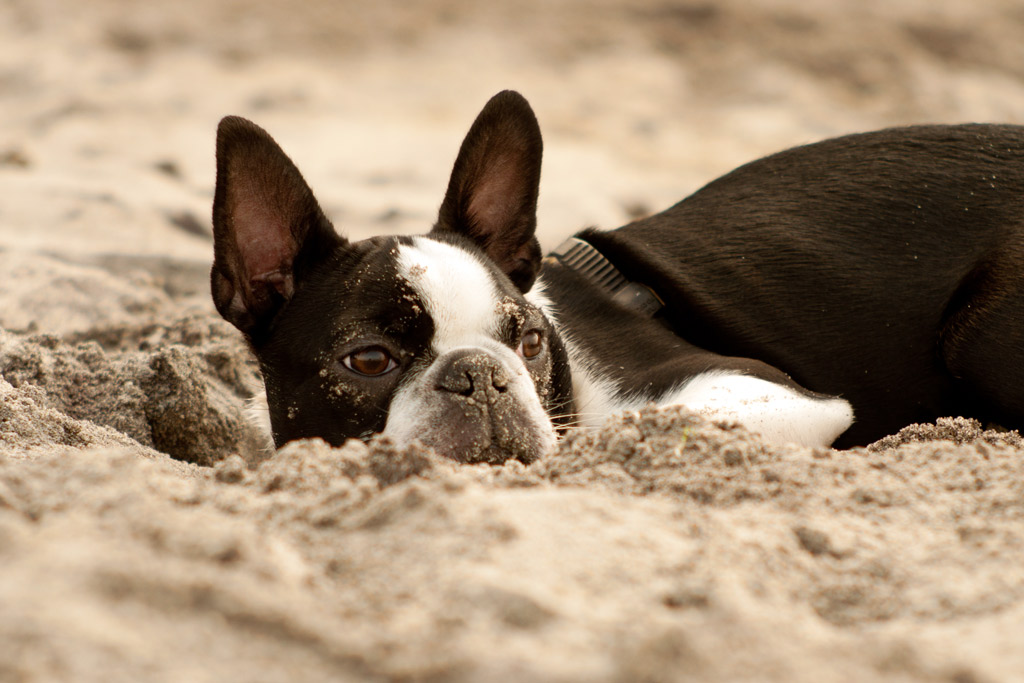 boston-terrier-digging-holes