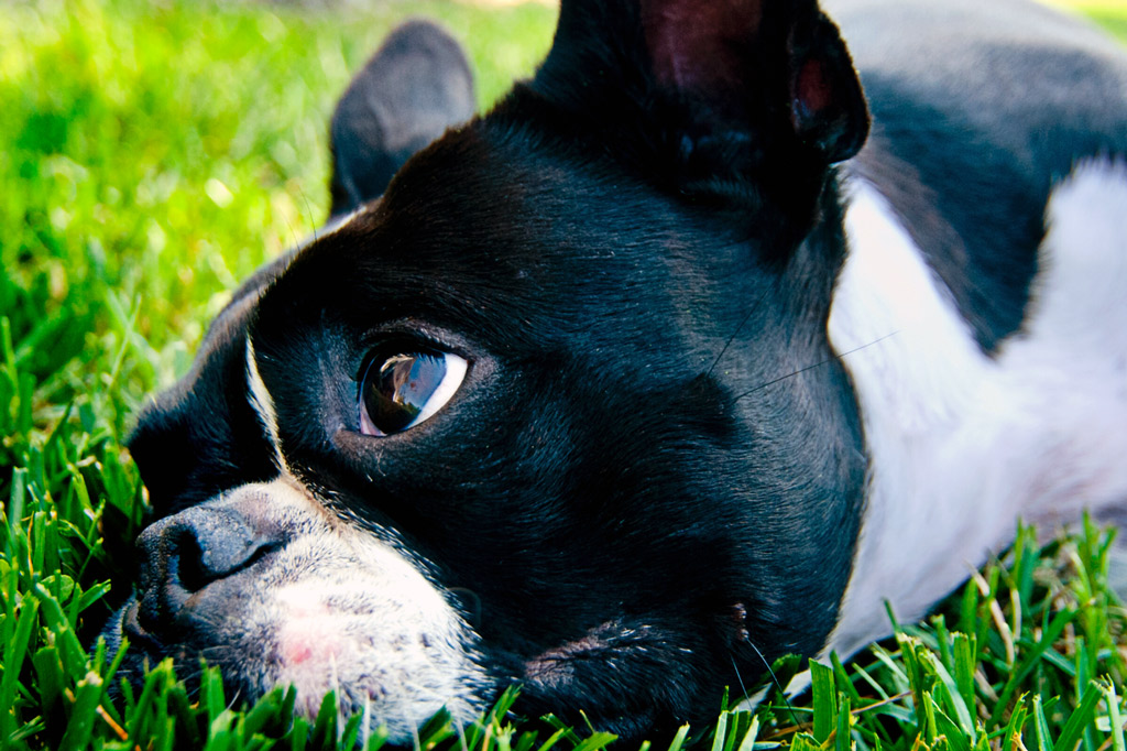 boston-terrier-digging-reasons