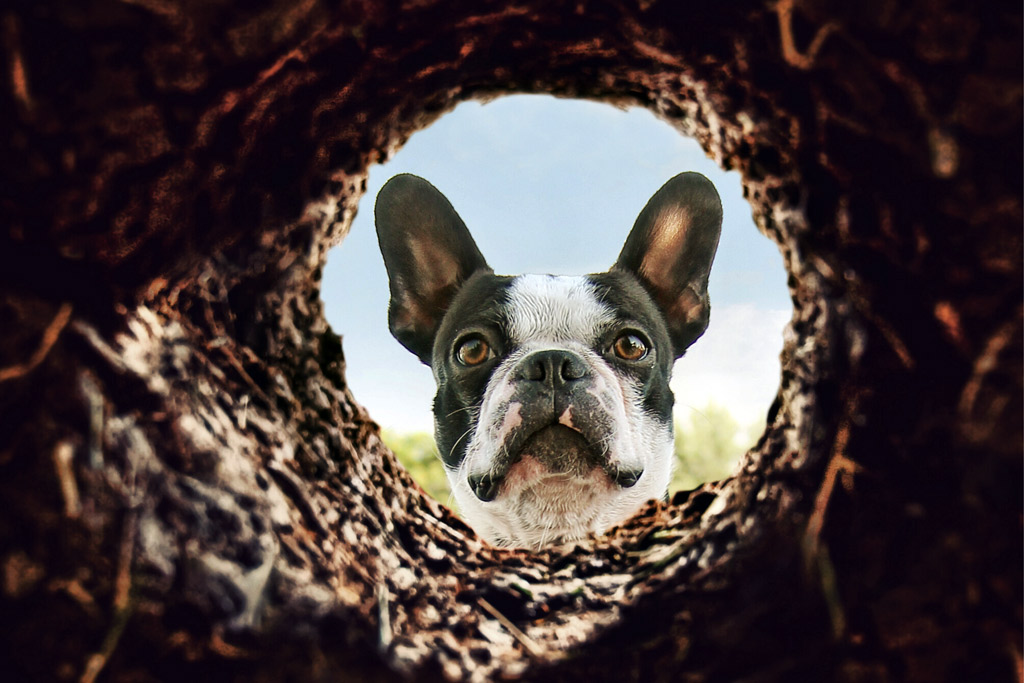 How to Stop Boston Terrier Digging