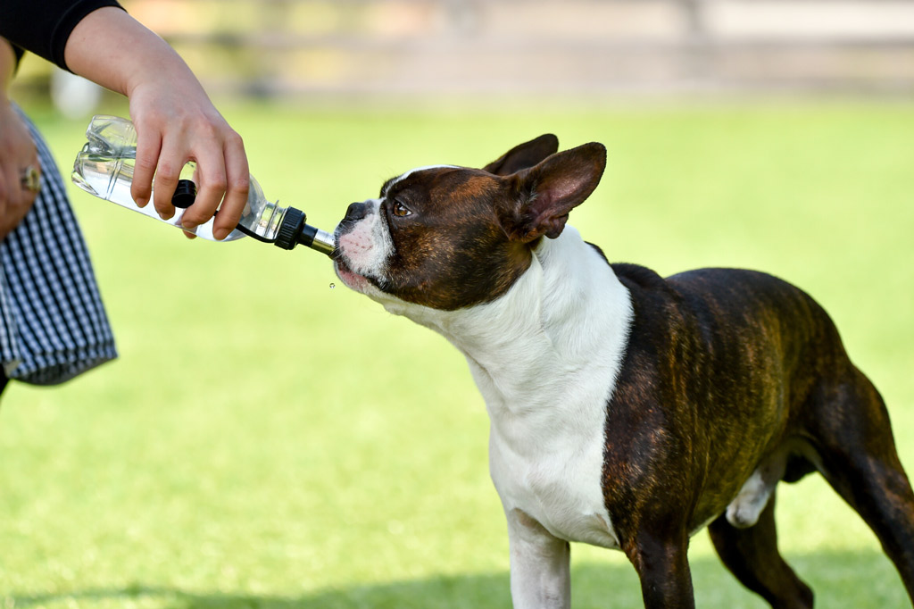boston-terrier-drinking-from-water-bottle