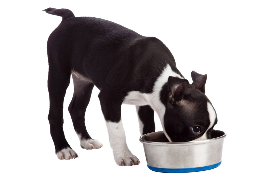 boston-terrier-drinking-water