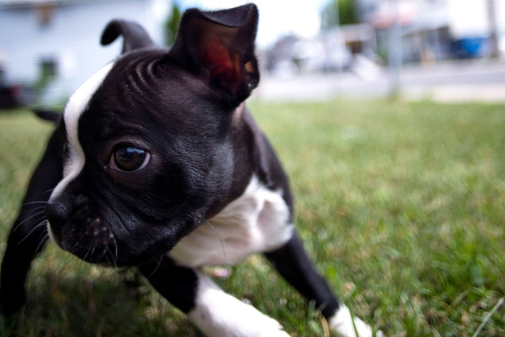 boston-terrier-drooling