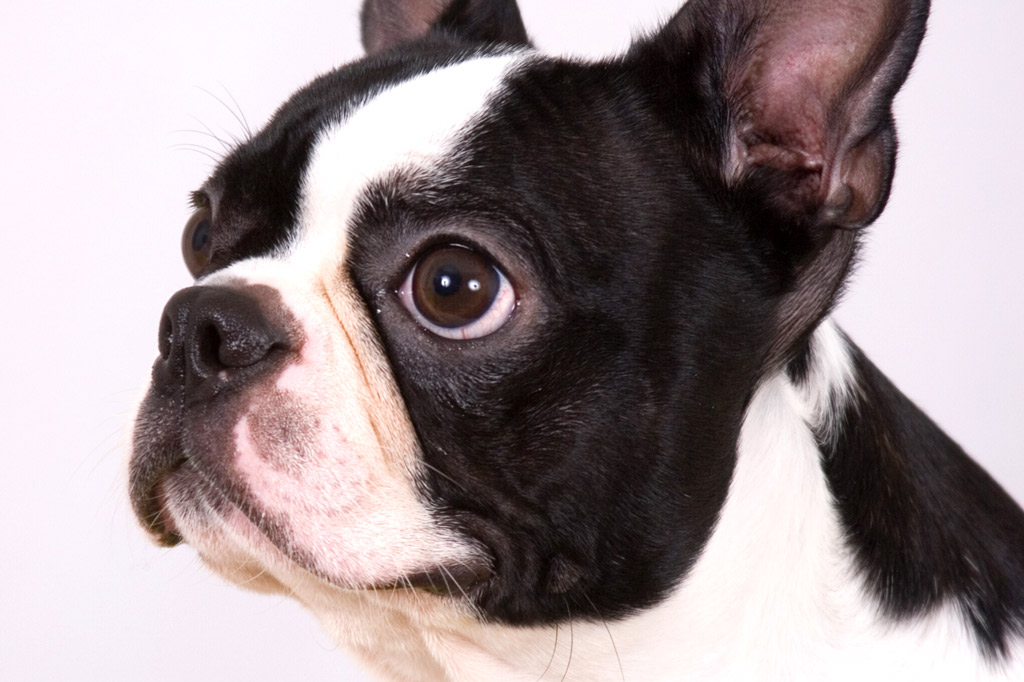 boston-terrier-ear-canal