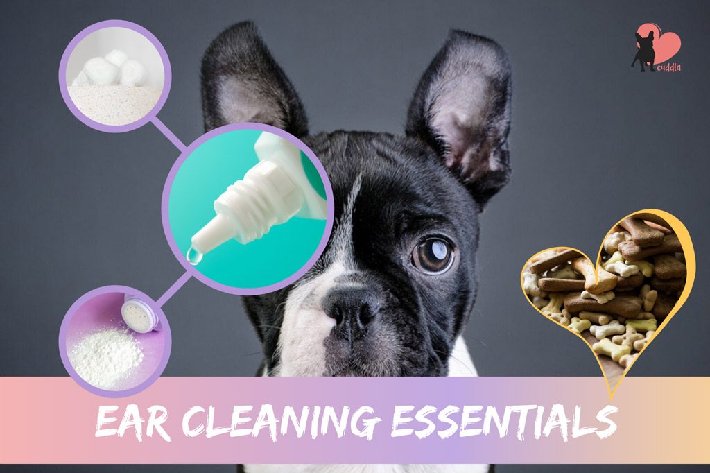 boston-terrier-ear-cleaning-essentials