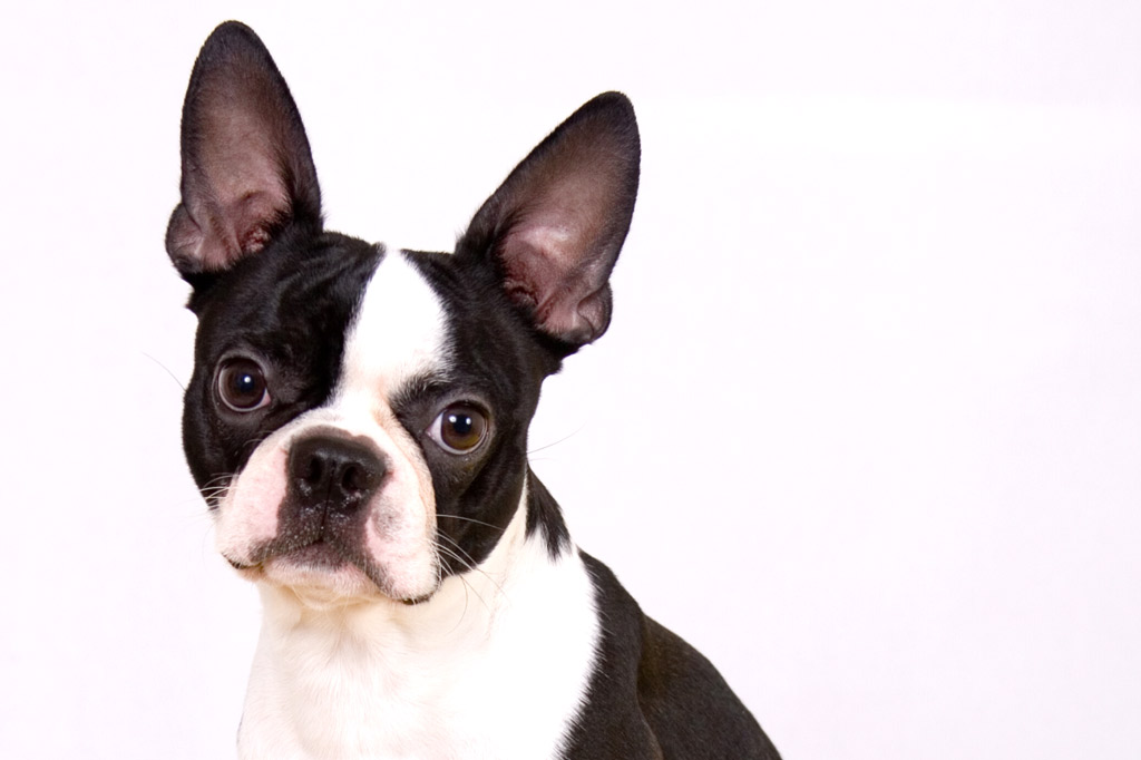 boston-terrier-ears