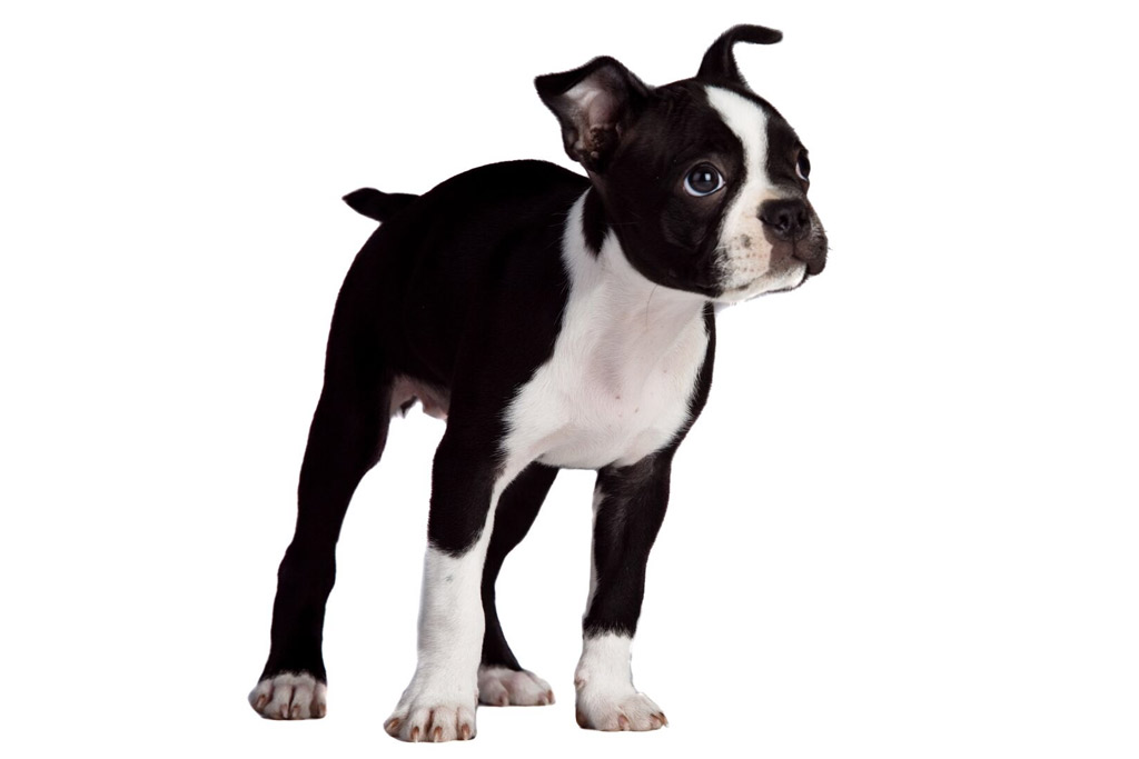 boston-terrier-eating-human-foods