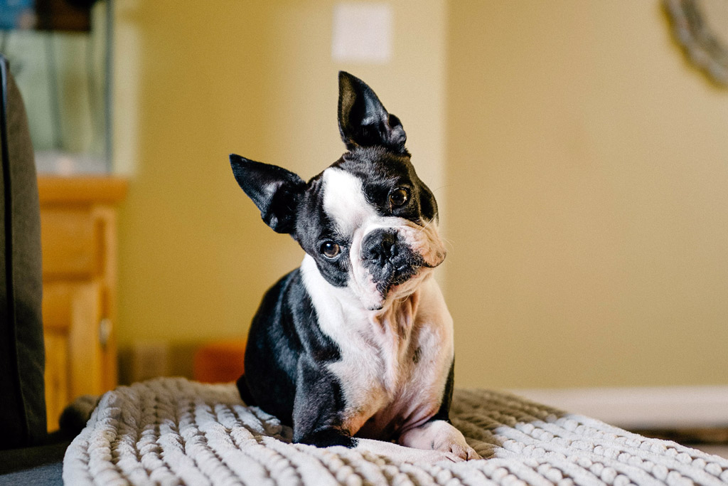 boston-terrier-eliminate-dander-at-home