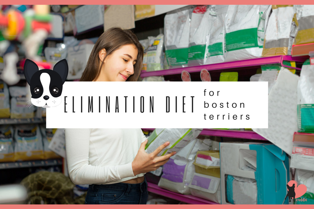 boston-terrier-elimination-diet