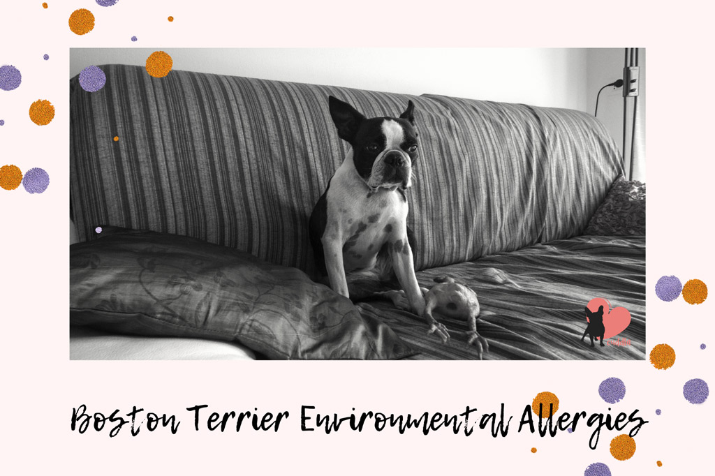 boston-terrier-environmental-allergies