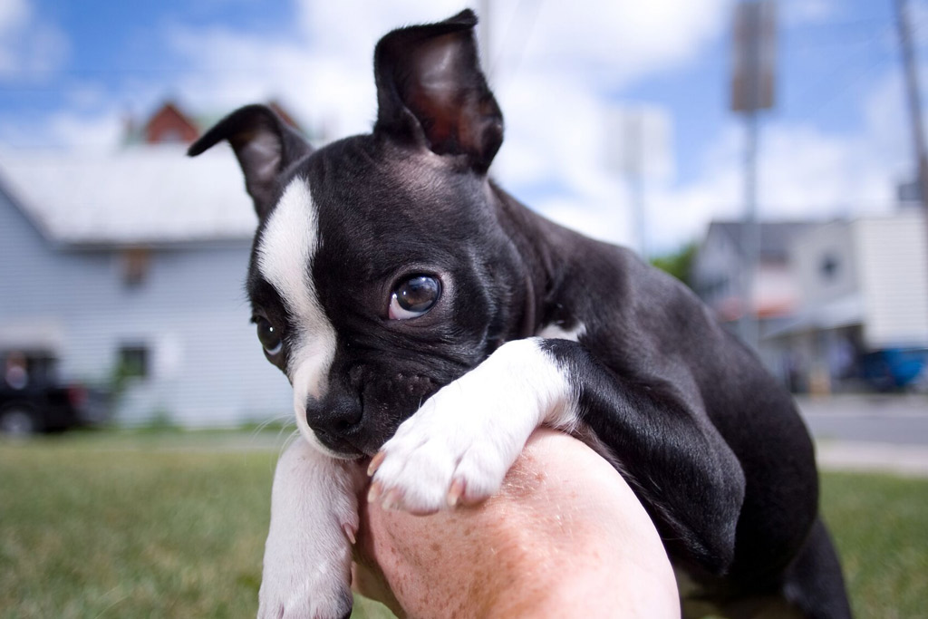 boston-terrier-excessive-drooling