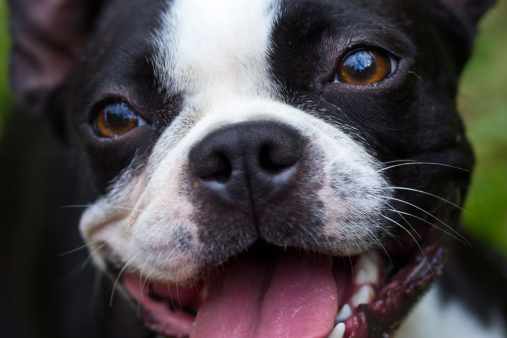 boston-terrier-excessive-licking