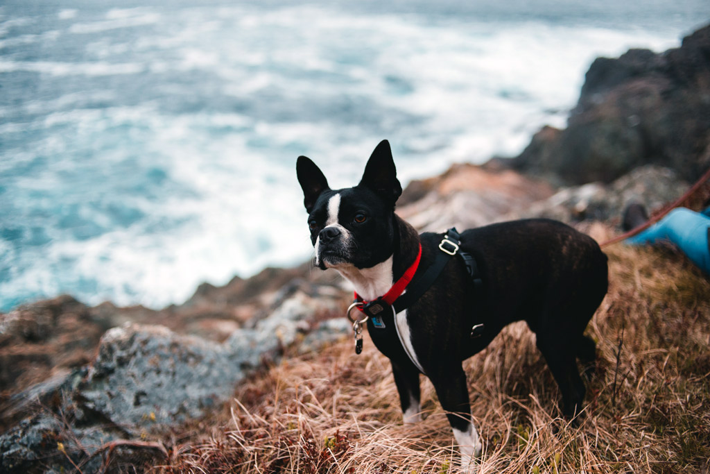 boston-terrier-exercise-needs