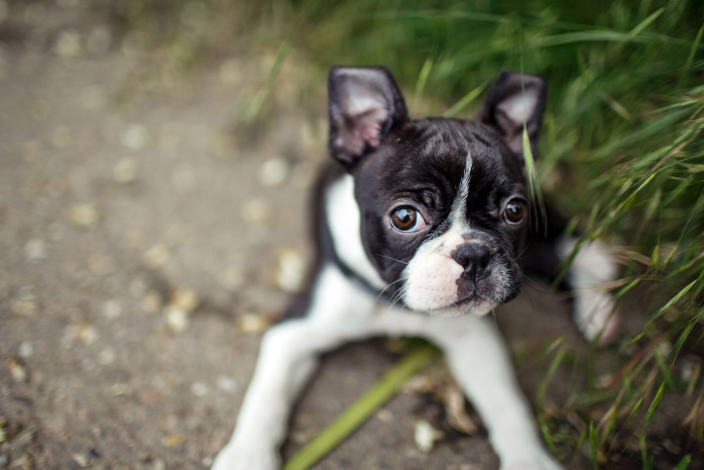 boston-terrier-exercise-puppy