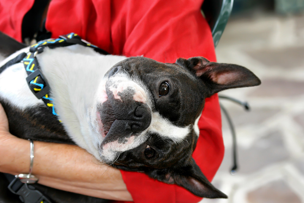 boston-terrier-exercise-requirements