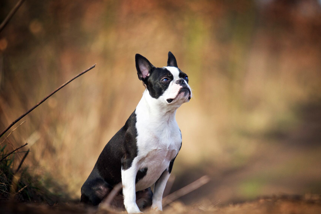 boston-terrier-exercise