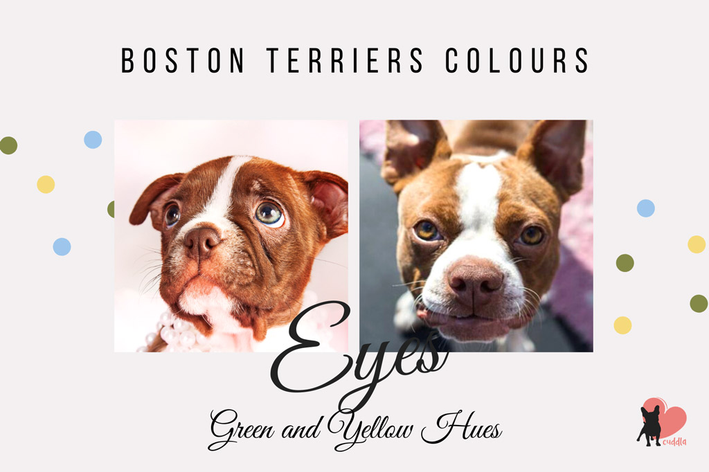 boston-terrier-eye-colours-green-or-yellow