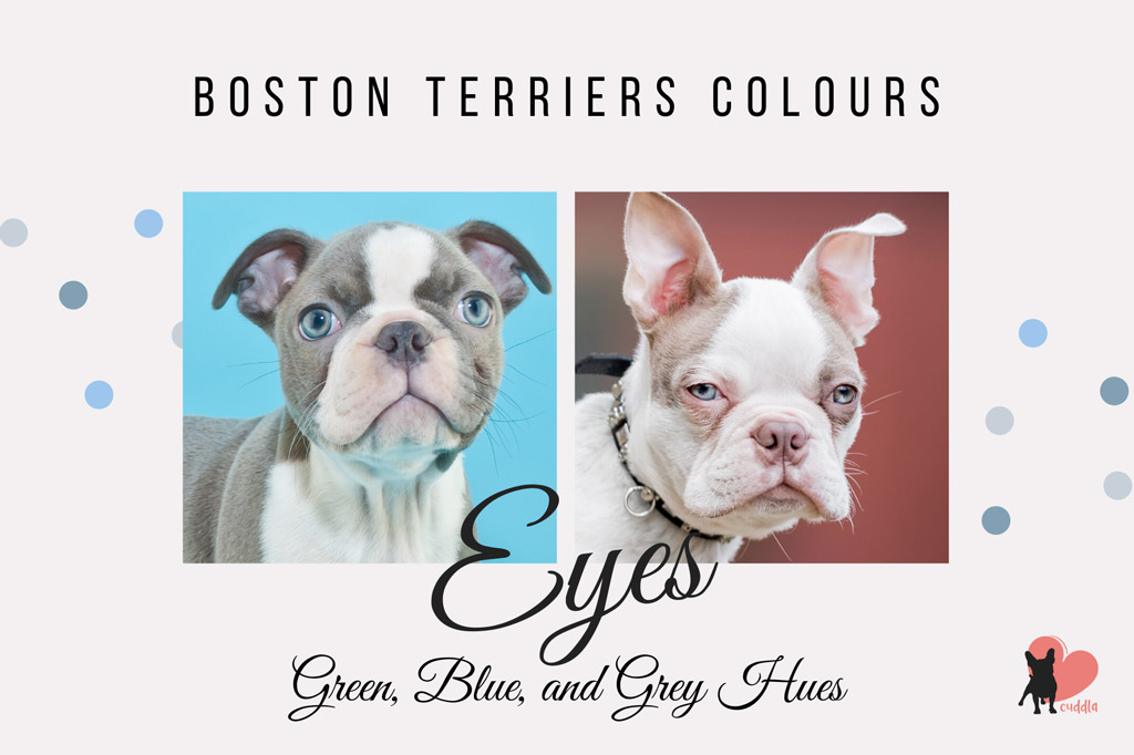 Blue Boston Terriers And Other Rare Colours With Pictures