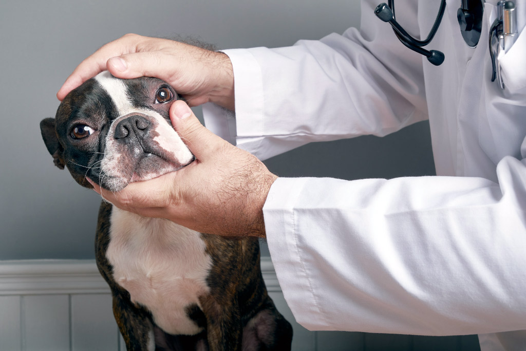 boston-terrier-eye-examination