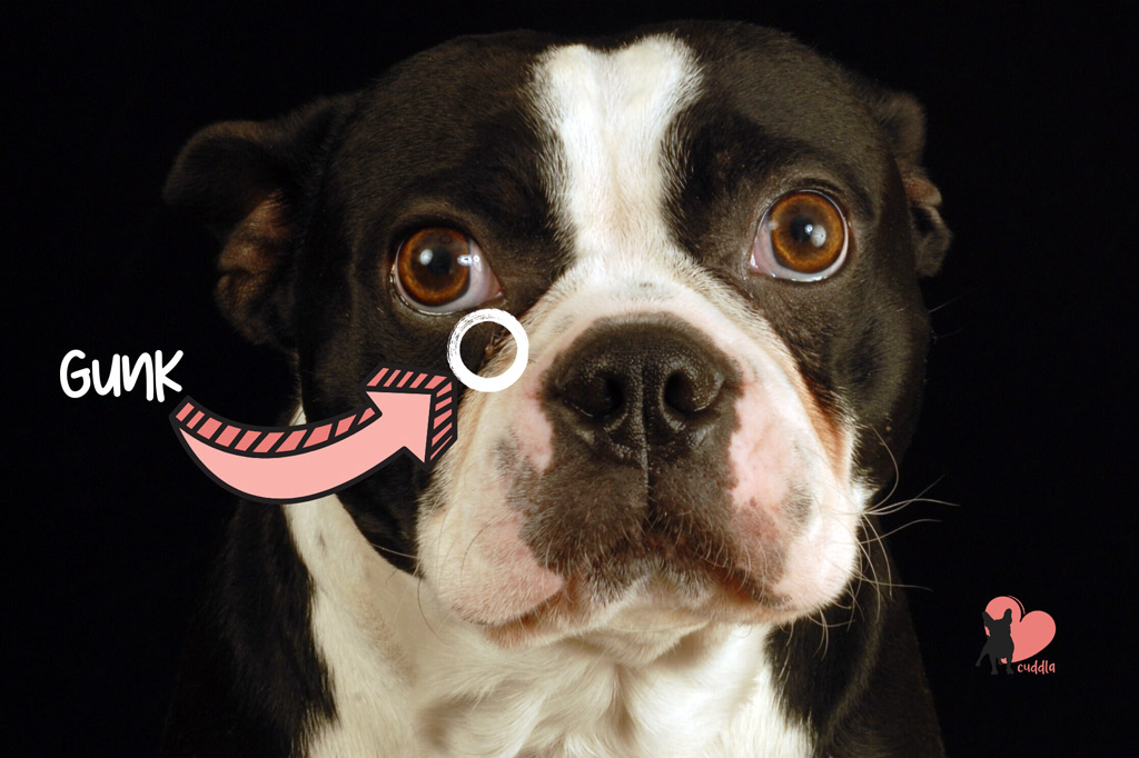 boston-terrier-eye-gunk