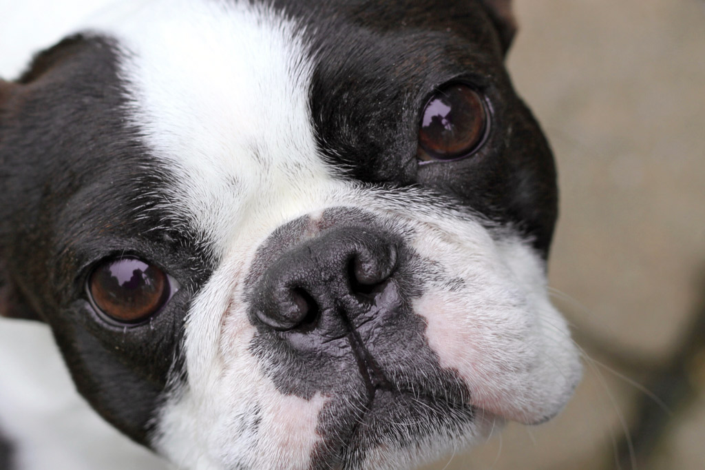 boston-terrier-eye-problems