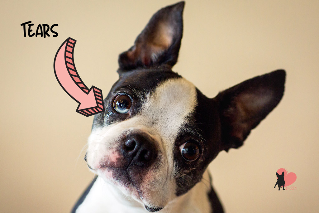 How to Clean Boston Terrier Eyes and Tear Stains