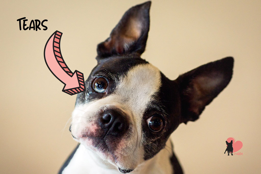 boston-terrier-eye-tear