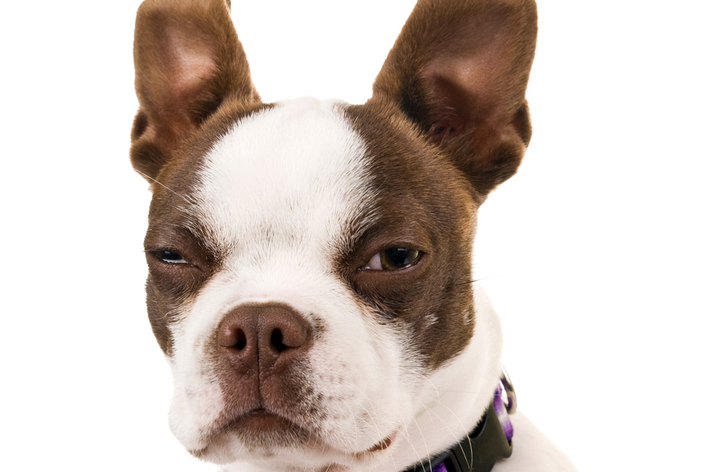 boston-terrier-eye-tearing