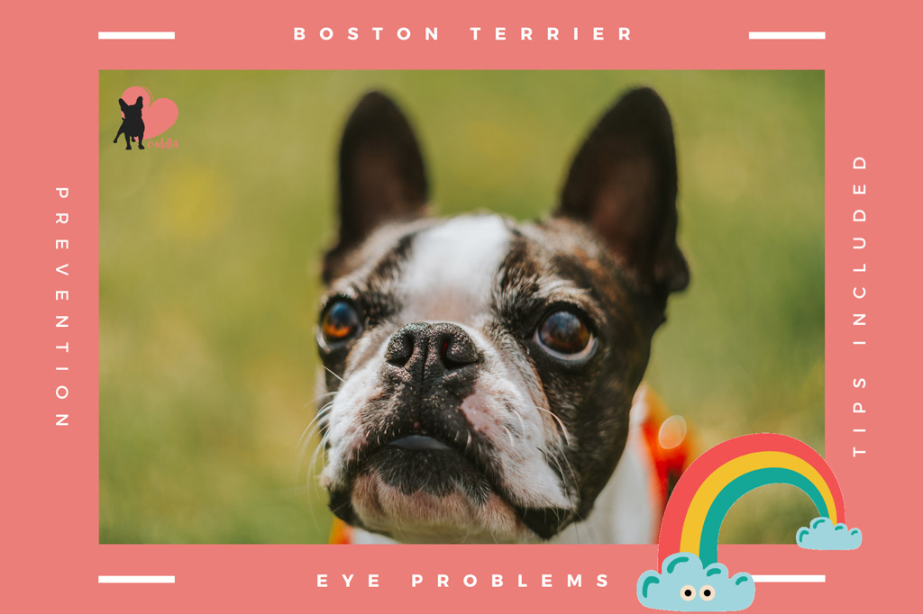 boston-terrier-eyes