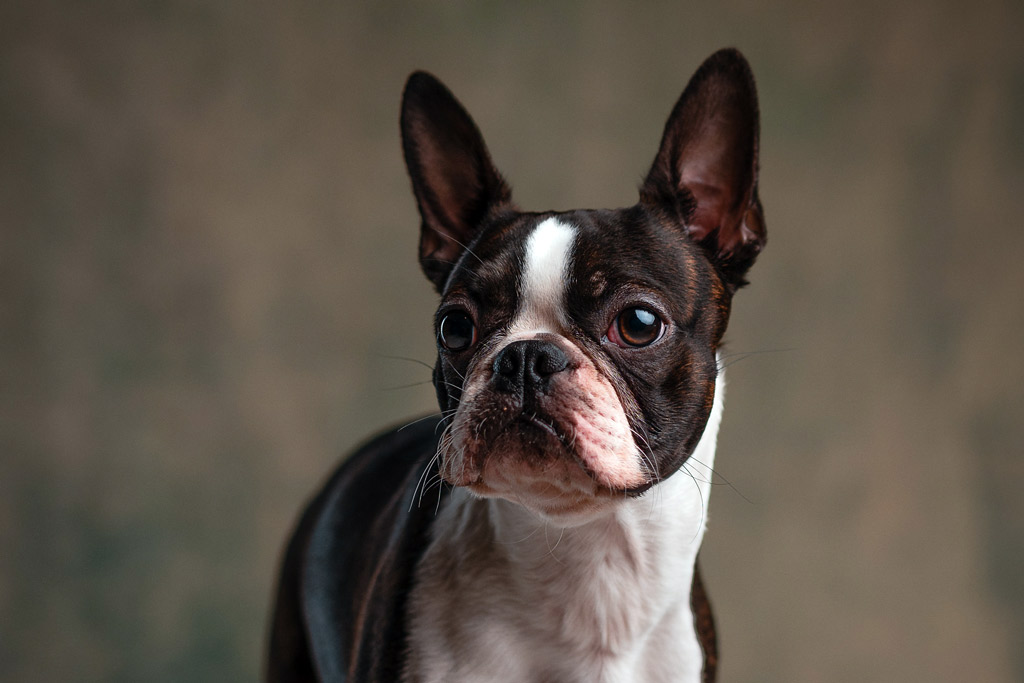 boston-terrier-face-wrinkles