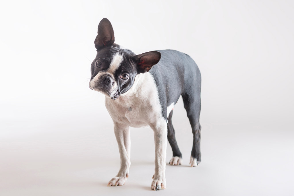 boston-terrier-farting-remedies