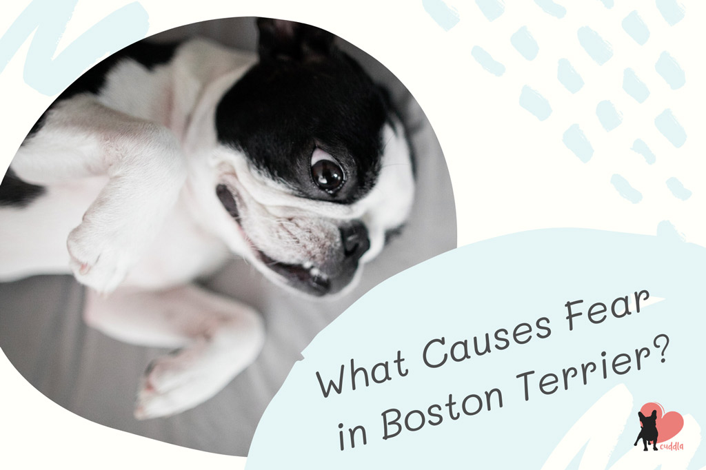 boston-terrier-fear-causes