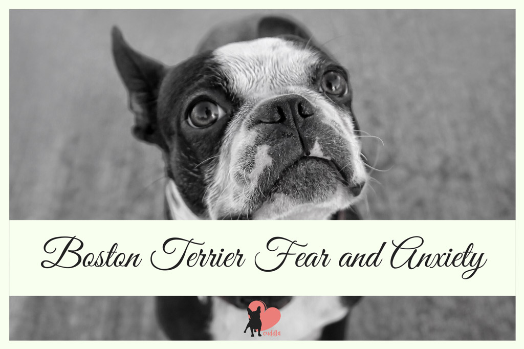 boston-terrier-fear