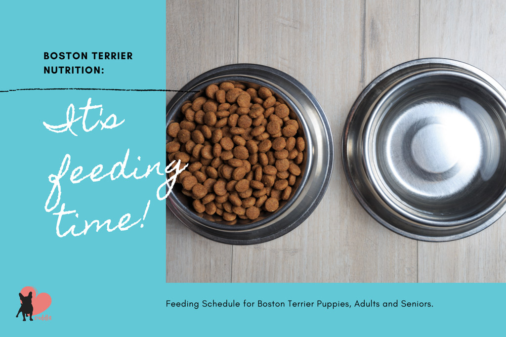 boston-terrier-feeding-schedule