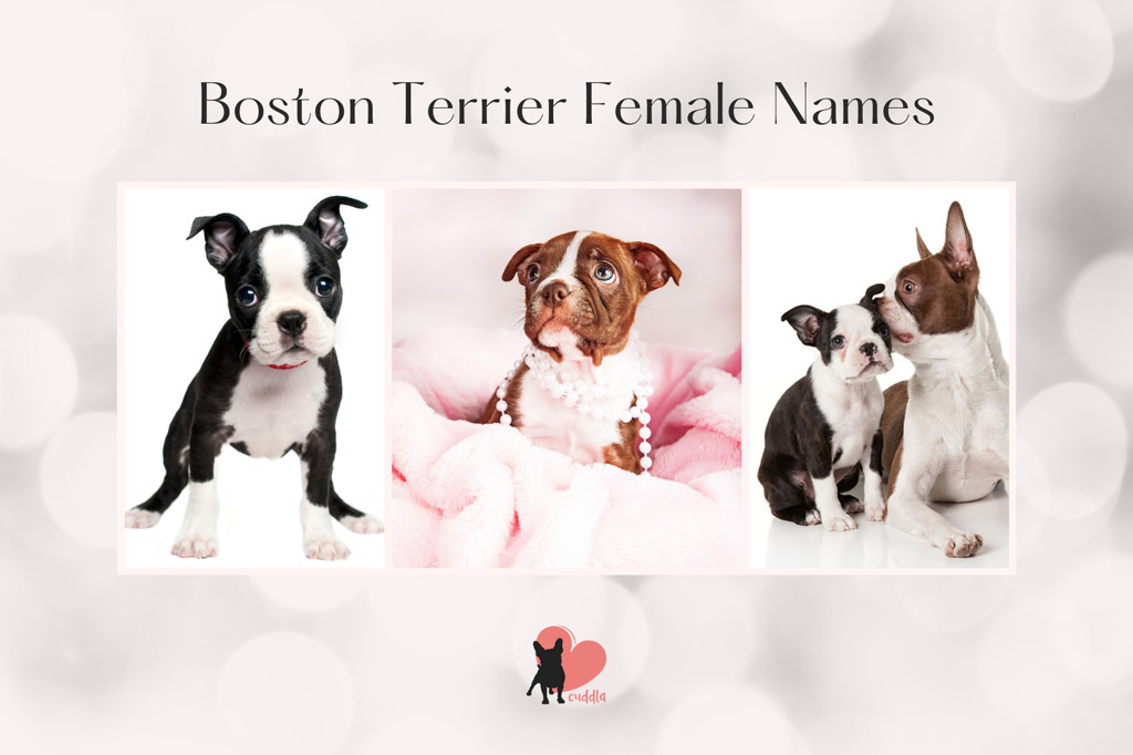 boston-terrier-female-names