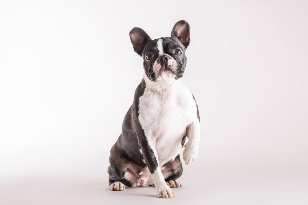 boston-terrier-flatulence