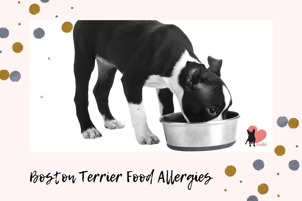 boston-terrier-food-allergies