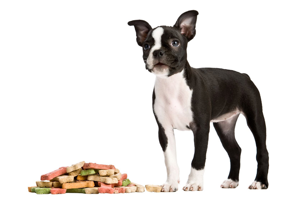 boston-terrier-food