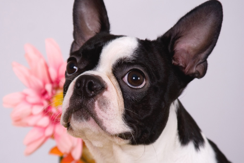 boston terrier price range