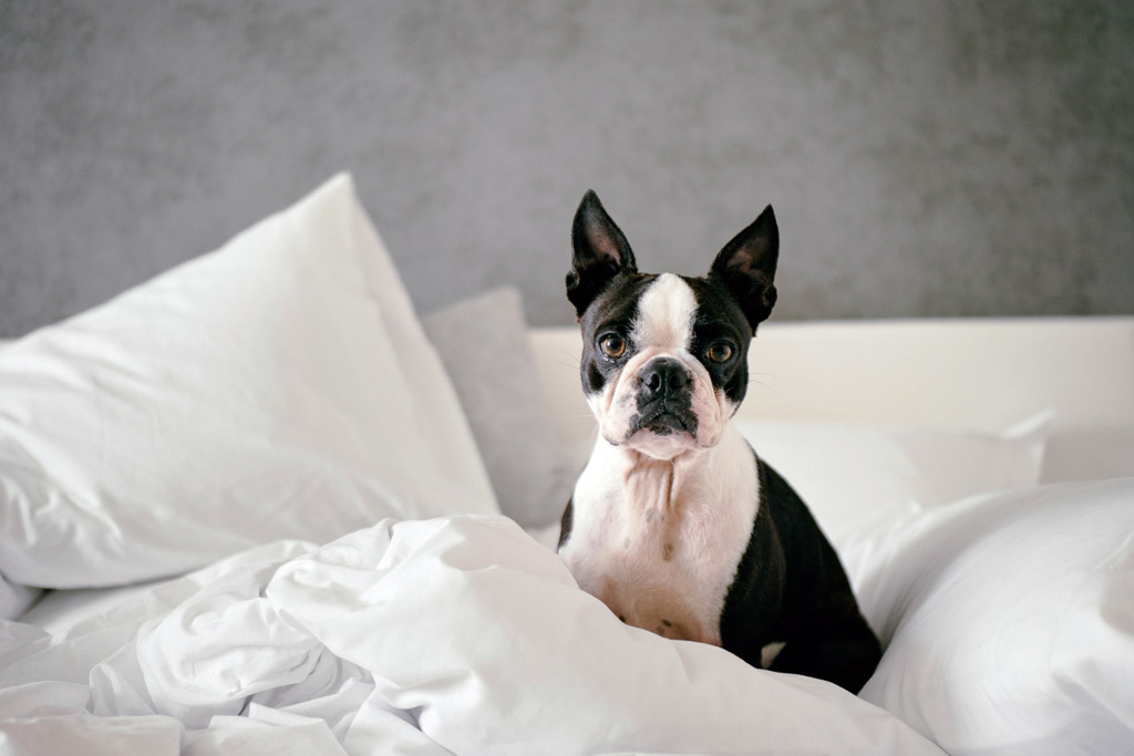 boston-terrier-for-allergic-owners