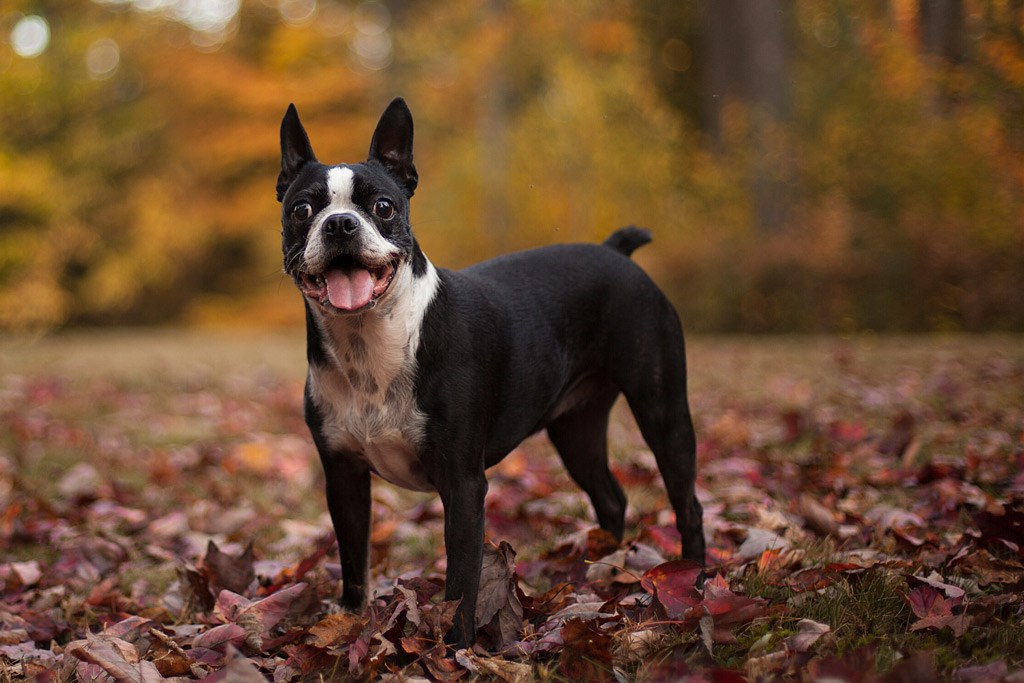 boston-terrier-gay-tail