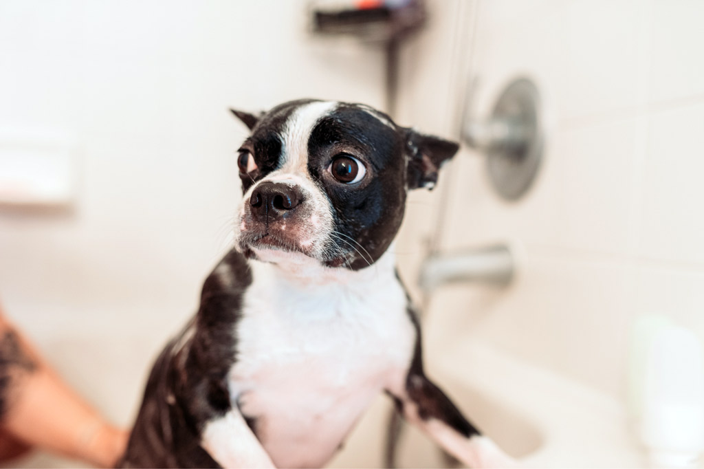 boston-terrier-getting-a-bath