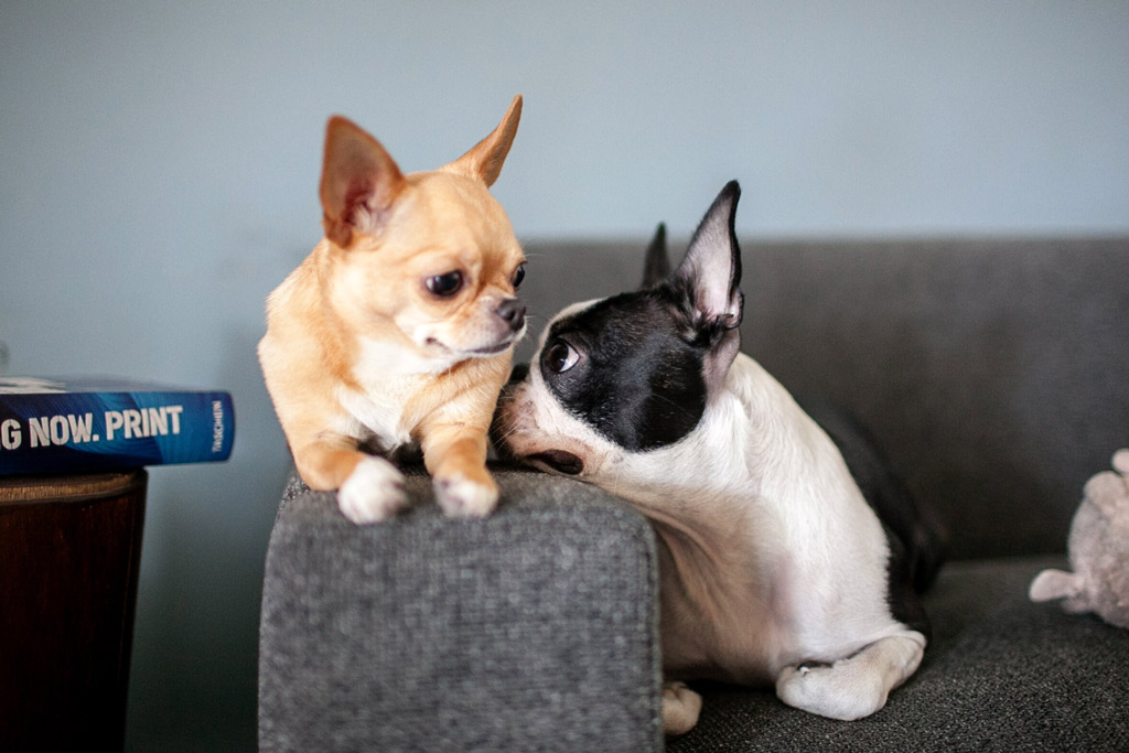 boston-terrier-getting-along-with-dog