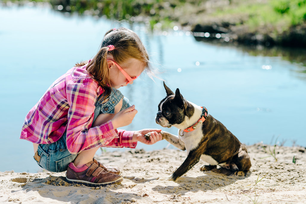 boston-terrier-good-with-kids