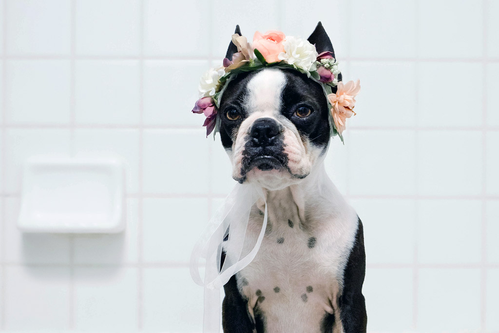 boston-terrier-grooming