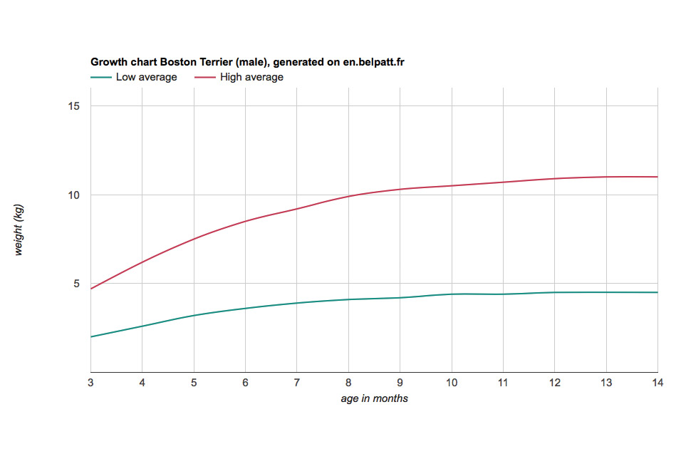 boston-terrier-growth-chart-male