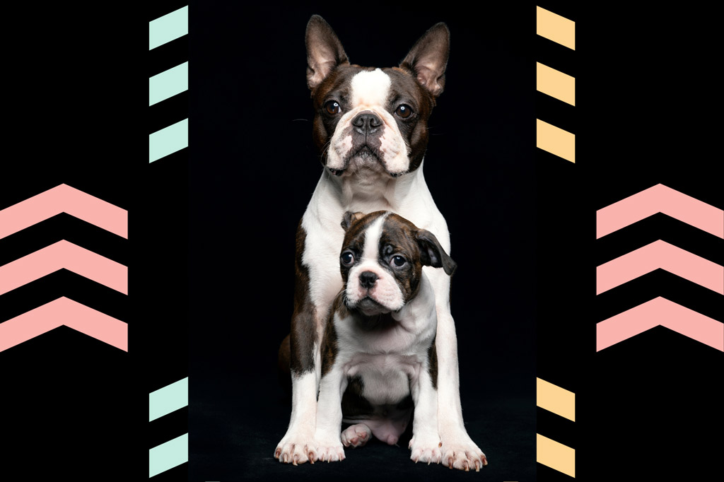 Boston Terrier Puppy Growth Chart