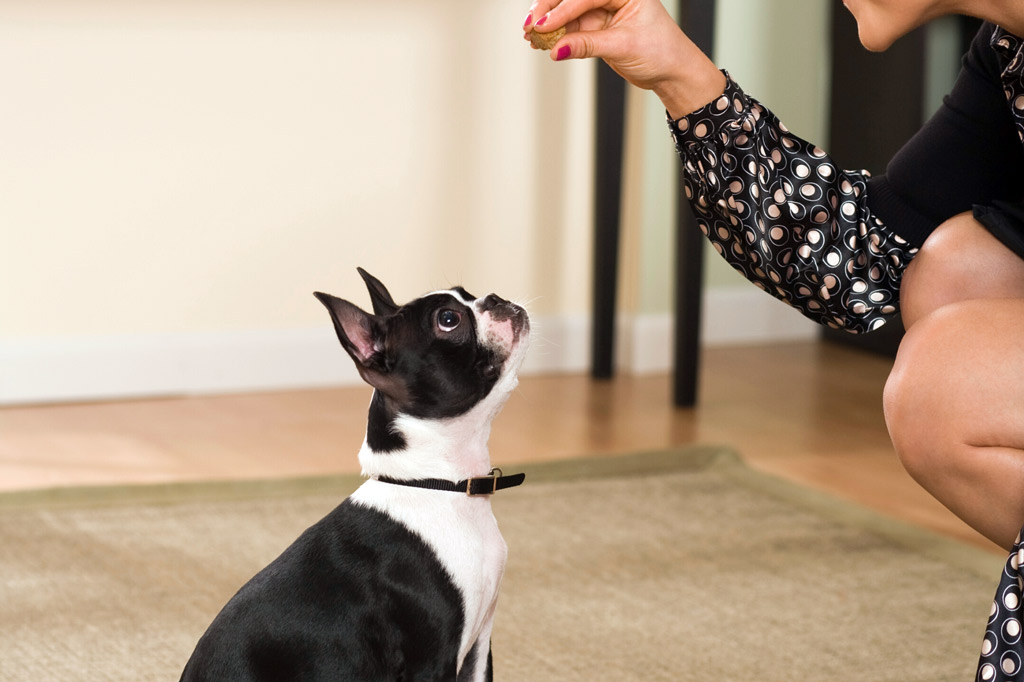 boston-terrier-hand-feeding