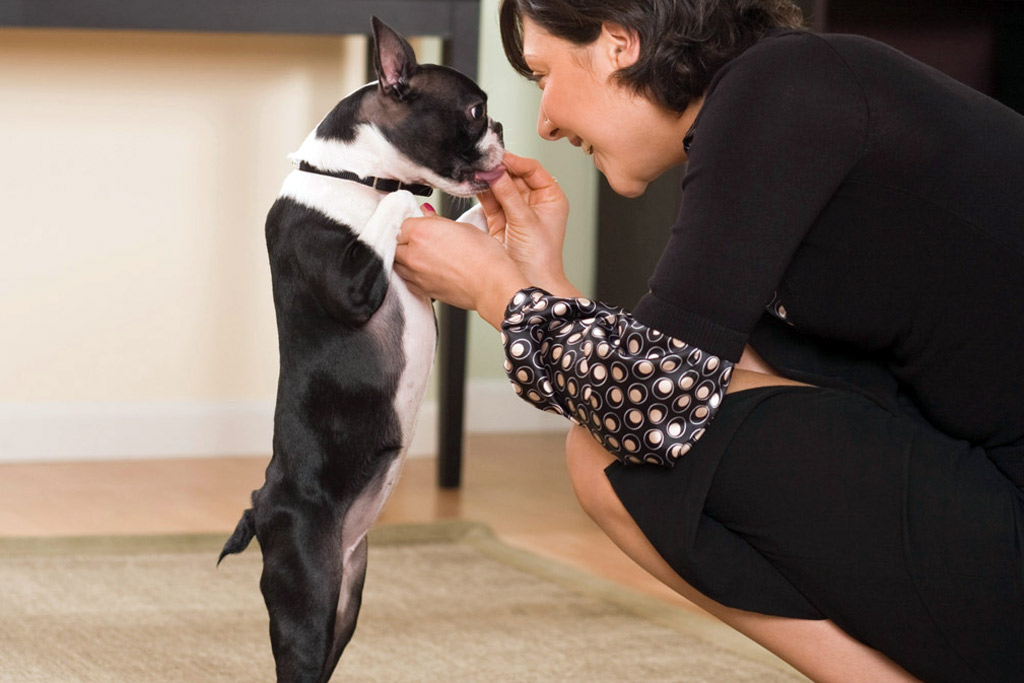 boston-terrier-having-paws-touched