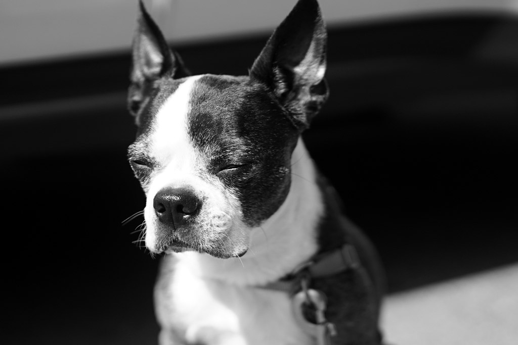 boston-terrier-health-costs