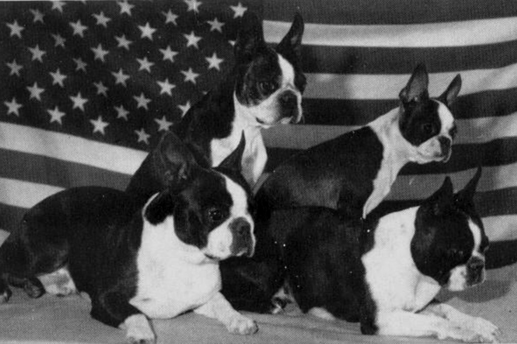 What Were Boston Terriers Originally Bred For?